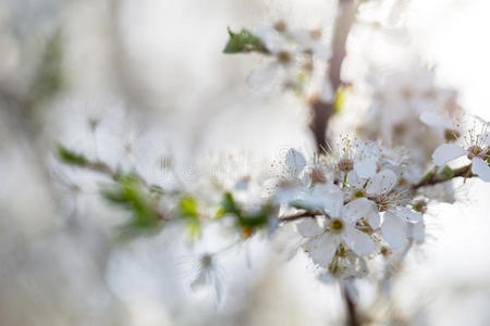 苹果白花