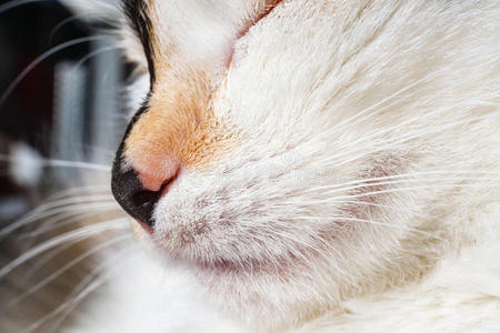 猫科动物 面孔 宠物 头发 性格 小猫 可爱的 有趣的 鼻子