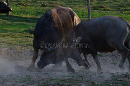 埃尔文年轻的水牛在阳光下戏弄一些乐趣,金色的照片