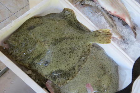 扁鱼比目鱼,,扁鱼,经院,照片