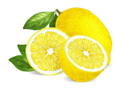 柠檬的手绘插图。