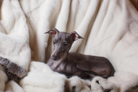 住宅 小狗 灰狗 哺乳动物 沙发 意大利语 幼犬 犬科动物