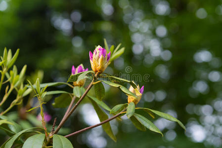 花园 美丽的 杜鹃花 公园 植物 春天 夏天 粉红色 盛开