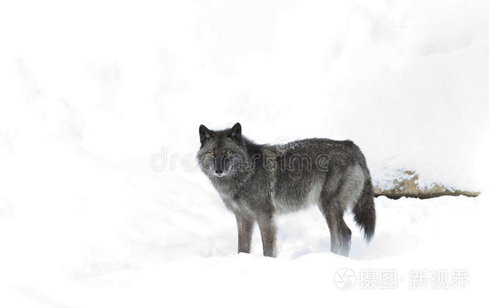 一只孤独的黑狼x28Canis狼疮x29在加拿大冬天的雪中被隔离在白色的背景上