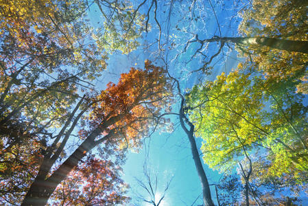 生长 森林 植物 秋天 日落 季节 环境 自然 风景 夏天