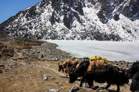 国家的 近的 自然 喜马拉雅山 亚洲 攀登 风景 岩石 冒险