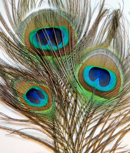 孔雀或豌豆的羽毛