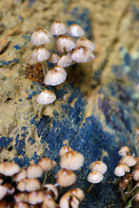 真菌 腐生植物 秋天 硫黄 平原 蘑菇 毒蕈 树干 植物