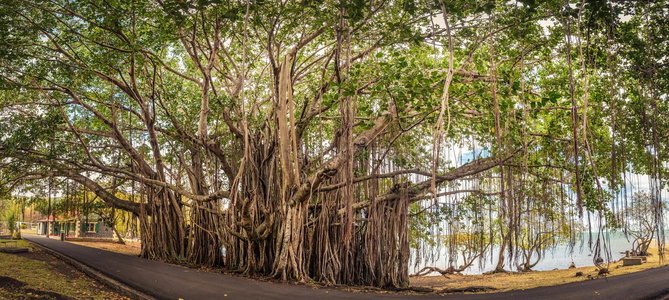 神圣的无花果大榕树. 全景照片