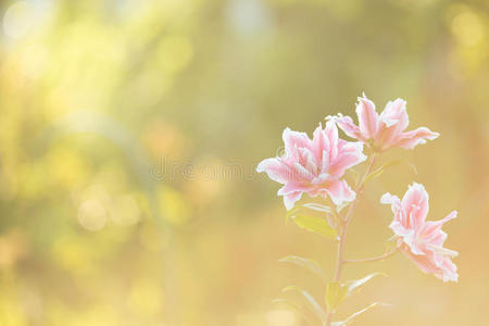 花园 美丽的 美女 百合 庆祝 莉莉 植物区系 假日 花的