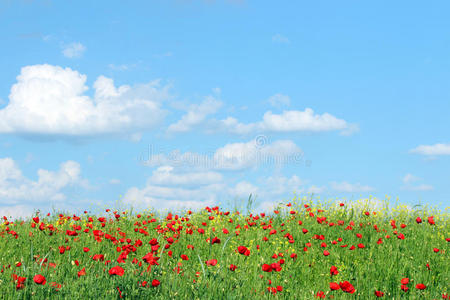 野花 早晨 花瓣 植物 国家 风景 植物区系 开花 领域