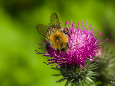 蜜蜂对苏格兰蓟花宏观，选择性聚焦