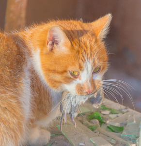 猫科动物 打猎 狩猎 有趣的 面对 鼠标 食物 肖像 杀手