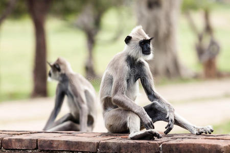 真实的 哺乳动物 休息 斯里兰卡 锡兰 公园 仙人掌 自然