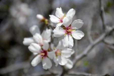 杏仁树花的细节