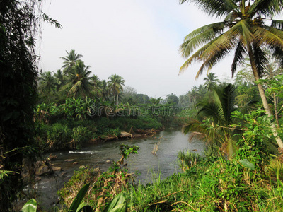 风景 灌木 流动 小溪 公园 国家的 森林 自然 棕榈 旅游业