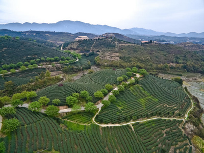 空中摄影山顶茶园景观