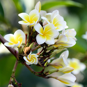 天堂 自然 树叶 植物区系 植物 美女 太平洋 花的 植物学