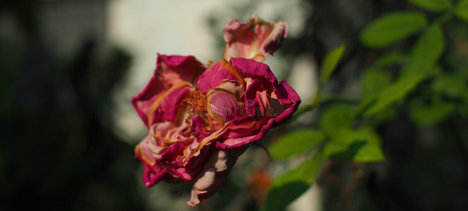 美丽的 花束 粉红色 浪漫的 植物区系 花园 枯萎 花边