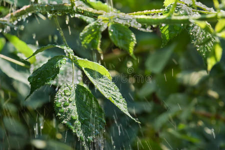 树叶上的夏雨滴