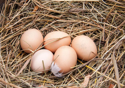 五个鸡蛋躺在干草里