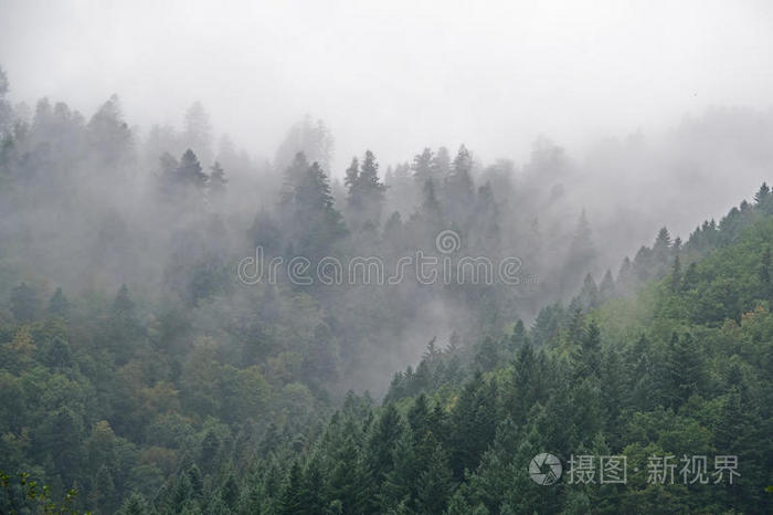 薄雾中的黑色森林