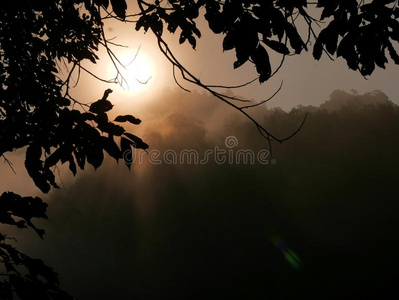 第一天早上，阳光照射在雾霭丛林树木景观中