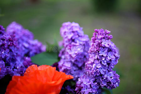 分支 花束 纳图 灌木 园艺 丁香花 颜色 花园 美丽的