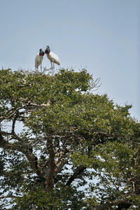 潘塔纳尔鸟在自然栖息地