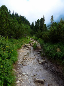 高的 攀登 塔特拉 旅游业 夏天 徒步旅行 追踪 春天 森林