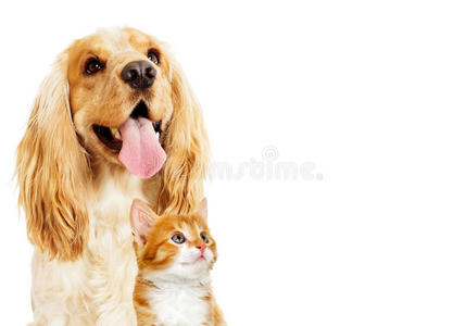猫狗背景摄影图 猫狗背景图片大全 猫狗背景照片 摄图新视界