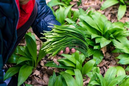 植物 草本植物 大蒜 森林 国家 收获 乡村 自然 树叶