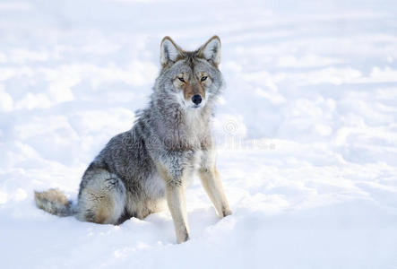 一只孤独的郊狼x28CanisLatransx29孤立在白色背景上，坐在加拿大的冬季雪中