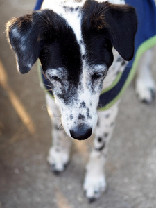 达尔马提亚犬不是纯种犬