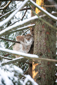 伍兹 立陶宛语 野猫 危险 哺乳动物 野生动物 狩猎 森林