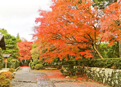 风景 季节 遗产 关西 领域 日光 森林 闲暇 秋天 日本人