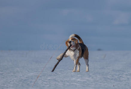 比格犬在雪地里奔跑