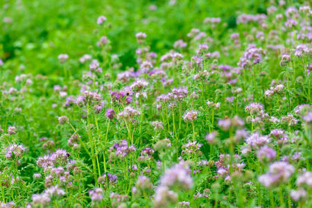 领域 开花 特写镜头 乡村 花的 国家 季节 植物 风景