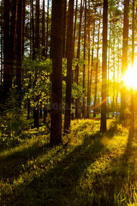 森林景观，阳光下的树木，树木的树干，森林中的日落