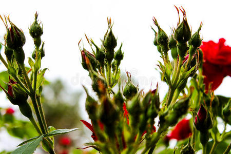 花瓣 花坛 玫瑰 春天 作物 花束 草本植物 颜色 园艺