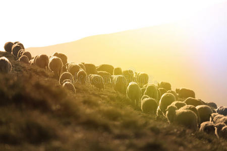 秋天 吸引力 越野 特写镜头 羊肉 草地 地平线 领域 巴克