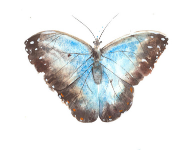 蝴蝶蓝色昆虫水彩画插图隔离在白色背景上照片