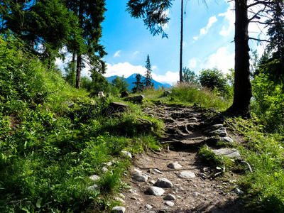 鞑靼 高地 春天 自然 高的 欧洲 岩石 徒步旅行 森林