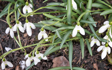 美丽的 花瓣 草地 颜色 季节 农业 雪滴 自然 生长 阳光