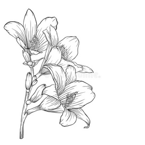 黑白花束百合分离在背景上.照片