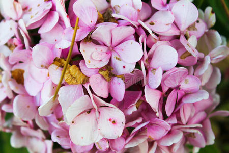 自然 花园 盛开 粉红色 美丽的 花的 季节 弗洛里亚 植物区系