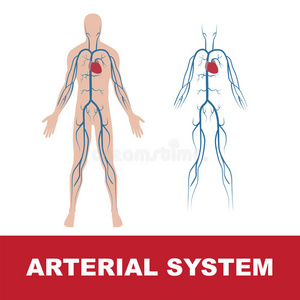 动脉系，动脉系统