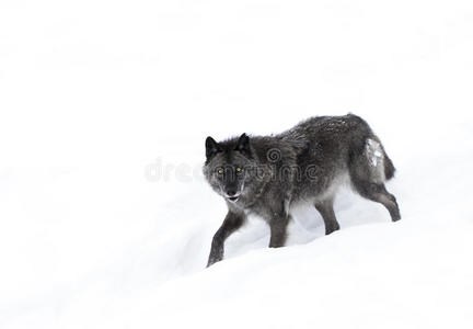 一只孤独的黑狼x28Canis狼疮x29在加拿大冬天的雪中，在白色背景上行走