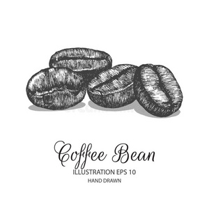 咖啡豆用墨水和钢笔素描手绘插图。