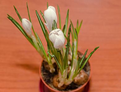 春天 植物区系 花束 颜色 紫色 自然 番红花 电灯泡 花的